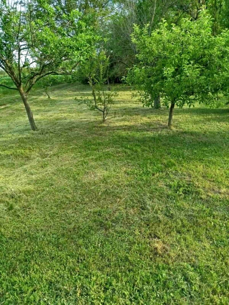 Vikendica, Čortanovci - 81.000 evra - Image 3