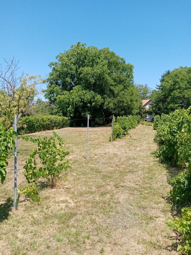 Vikendica, Čortanovci - 81.000 evra - Image 6