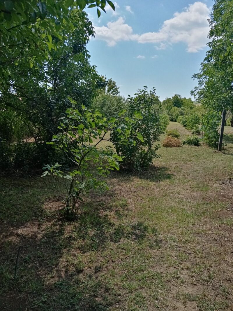 Vikendica, Čortanovci - 81.000 evra - Image 7