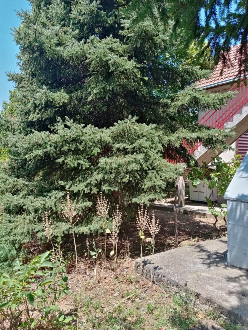 Vikendica, Čortanovci - 81.000 evra - Image 8