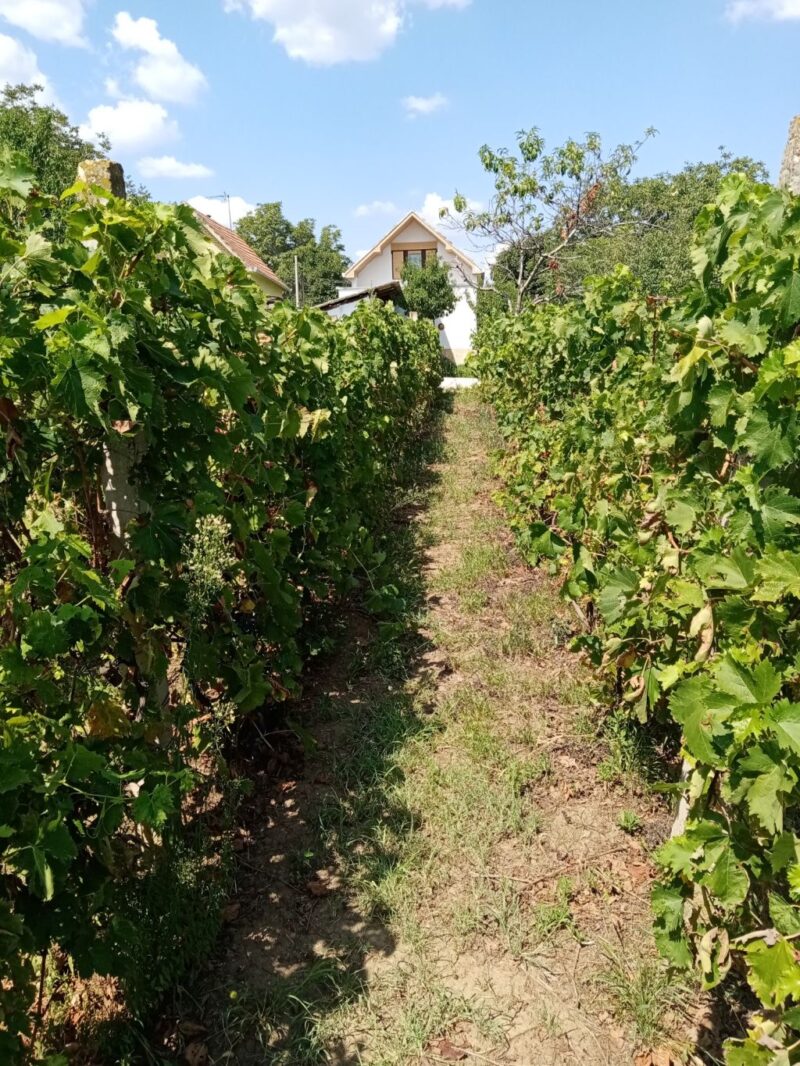 Kuća, Slankamenački Vinogradi - 68.000 evra - Image 11