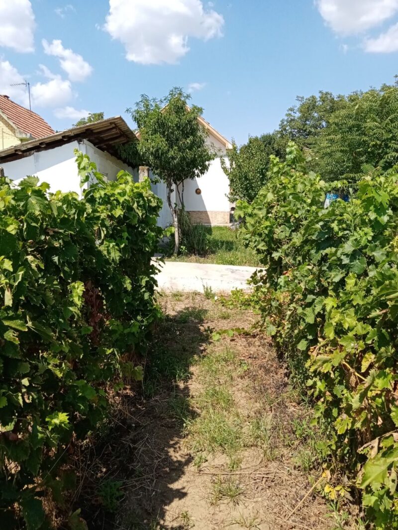 Kuća, Slankamenački Vinogradi - 68.000 evra - Image 10