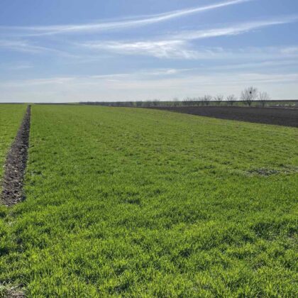 Poljoprivredno zemljište, Žarkovac - 30.000 evra